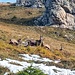 Gämsen am Ponten-Südhang, auf bayerischer Seite.