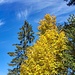 Goldener Herbst!