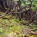 Beim Abstieg geht es teilweise durch "Urwald".