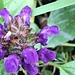Blume am Wegesrand