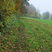 immer am Wald entlang