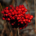 Schöne Beeren