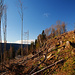 Rodung bei Balberg