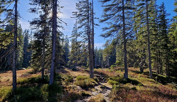 In der Nähe vom Grünenbergpass ,auf dem Bergweg.