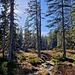 In der Nähe vom Grünenbergpass ,auf dem Bergweg.
