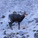 die Brunft hat begonnen, è iniziato il calore