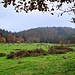 Die große Lichtung im Windelstal. 