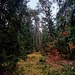 Auch hier hat's wieder ebenso unmarkierte wie undeutliche Pfade. Wir hielten uns dann im Wald links, insbesondere an einer Stelle, wo ein wieder besserer Pfad Richtung Westen ins Tal hinunter lockt. Eine unscheinbare Kuppe im Wald...