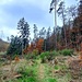 Im Tal des Mühlenbachs. 
