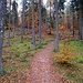 Bei der nächsten Möglichkeit kurz links und gleich wieder rechts, hier führt ein hübscher Wanderpfad hinauf zu einem breiten Waldweg. 