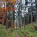 Es geht hinunter ins Tal des Mühlenbachs. 
