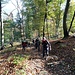 Salita nel bosco