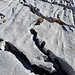 Wie auf einem zerrissenen Gletscher aus Fels: prächtige Karren aus festem Schrattenkalk beim Sattel SW P. 1951