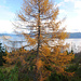 Herbstgold