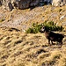Rupicapra rupicapra: ein stolzes männliches Exemplar. 