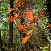 Colori d'autunno.