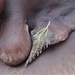 Wunderbare Natur.... der Baumpilz liebkost das Blatt - UNGESTELLT!