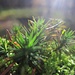 Waldboden-Detailstudie