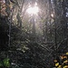 Wenn die Sonne tief steht und deren Strahlen durchs herbstlich lichtere Unterholz leuchten II