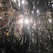 Wenn die Sonne tief steht und deren Strahlen durchs herbstlich lichtere Unterholz leuchten IV