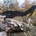 Dieser kaum 10cm kleine, flüchtige Waldrindengeist entzog sich fast meiner Aufmerkamkeit