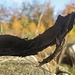 Na du Nyn?
"Ja, hast du auf mich gewartet?"
Klaro^^
"Danke! Super...ich bin ganz weg und alle ob der Stimmungen"
Genau richtig, geniesse das Herbstgold!
"Ja, wunderbar - kein schnödes Geld der Welt kann das bieten"
In der Tat, tschüüssss^^
"Bis dann mal, Wurzelgeist"