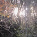 Wenn die Sonne tief steht und deren Strahlen durchs herbstlich lichtere Unterholz leuchten III