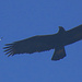 Ein Adler der sich mit einem Wanderfalken zankt.