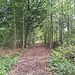 der lange Weg durch den Wald von Chablais