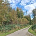 herbstlicher Wald