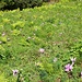 Blumenwiese bei der Bichler Alm
