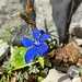 Der Frühlingsenzian (<i>Gentiana verna</i>) blüht mitunter noch im Herbst.