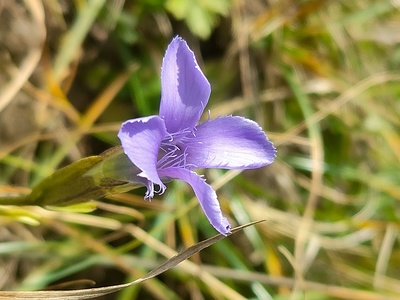 Der Fransen-Enzian (<i>Gentianella ciliata</i>) ist typischerweise später im Jahr unterwegs, gerade jetzt im Herbst.