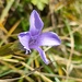 Der Fransen-Enzian (<i>Gentianella ciliata</i>) ist typischerweise später im Jahr unterwegs, gerade jetzt im Herbst.