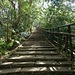 Trail