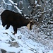 Sie ging auch aus der Flanke nach unten. Ob es Schnee gibt?