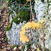 Gelb und Grün 