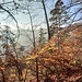Herbstwald über dem Achtal.