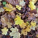 Herbstliche Ahornblätter 