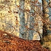 Schattenspiele