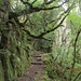 In diesem Wald habe ich mich mal kurz an den Mullerthal Trail in Luxemburg erinnert