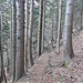 prima parte del sentiero nel bosco