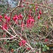 Fuchsien sind schön, gelten auf Iveragh aber als invasiv