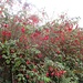 Fuchsien