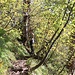 auf schönem Waldsteig bergan