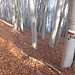 Inizio della discesa lungo il sentiero nel vasto e ombreggiato bosco di faggi che, dopo aver perso 400 m di quota, porta a Corte Buè.  