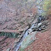 Lasciato Corte Buè si è subito nel bosco, qualsiasi direzione si prenda; io per tornare ho scelto si seguire il sentiero che porta a Bignugno. 
