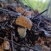 Boletus edulis