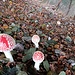 Amanita muscaria