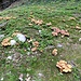 Chiodini (armillaria mellea)